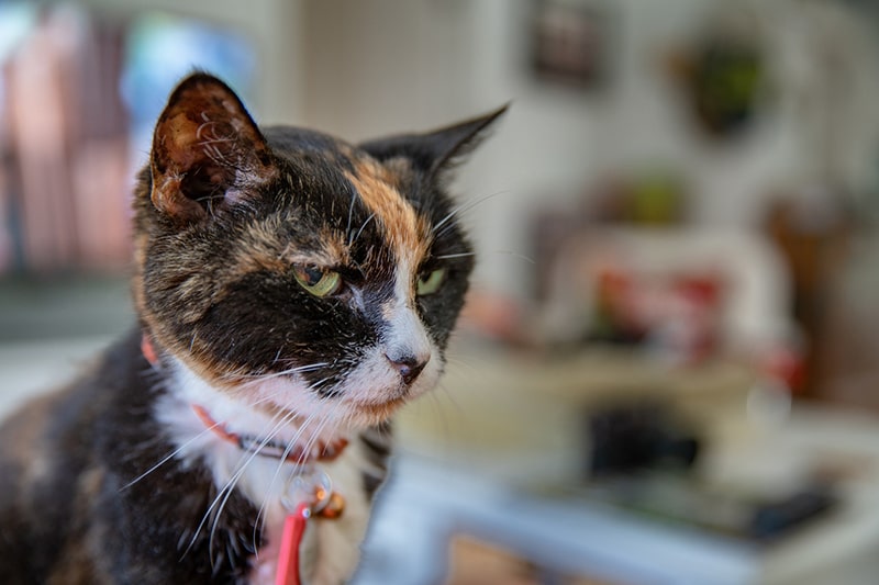 Senior Cat Care – Special Considerations aging cats care