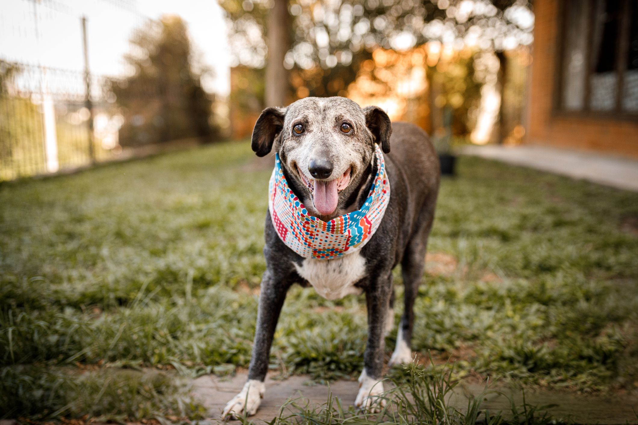 services - Senior Dog Care – Special Considerations