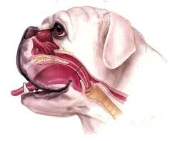 brachycephalic airway syndrome