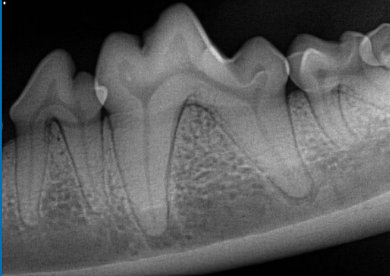 Dental Radiology