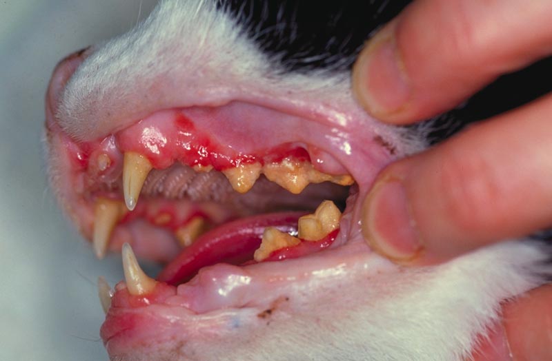 Lymphocytic Plasmacytic Gingivostomatitis gingivitis and stomatitis