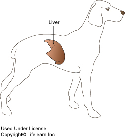 liver shunt in Dogs