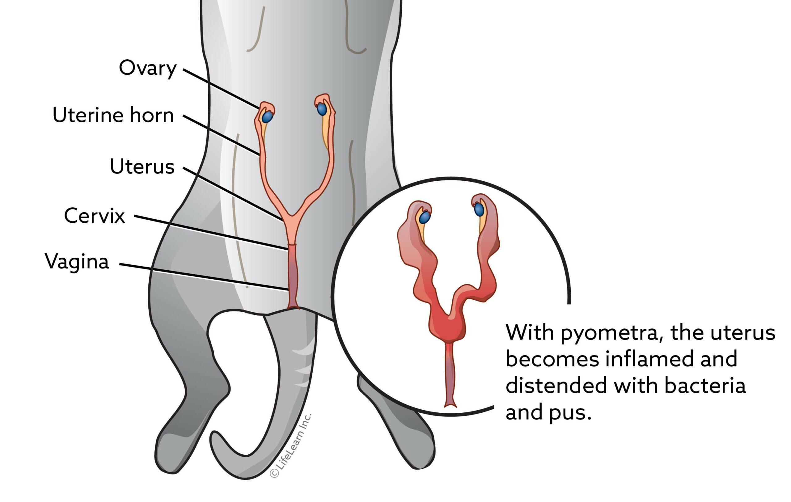 soft tissue surgery service pyometra