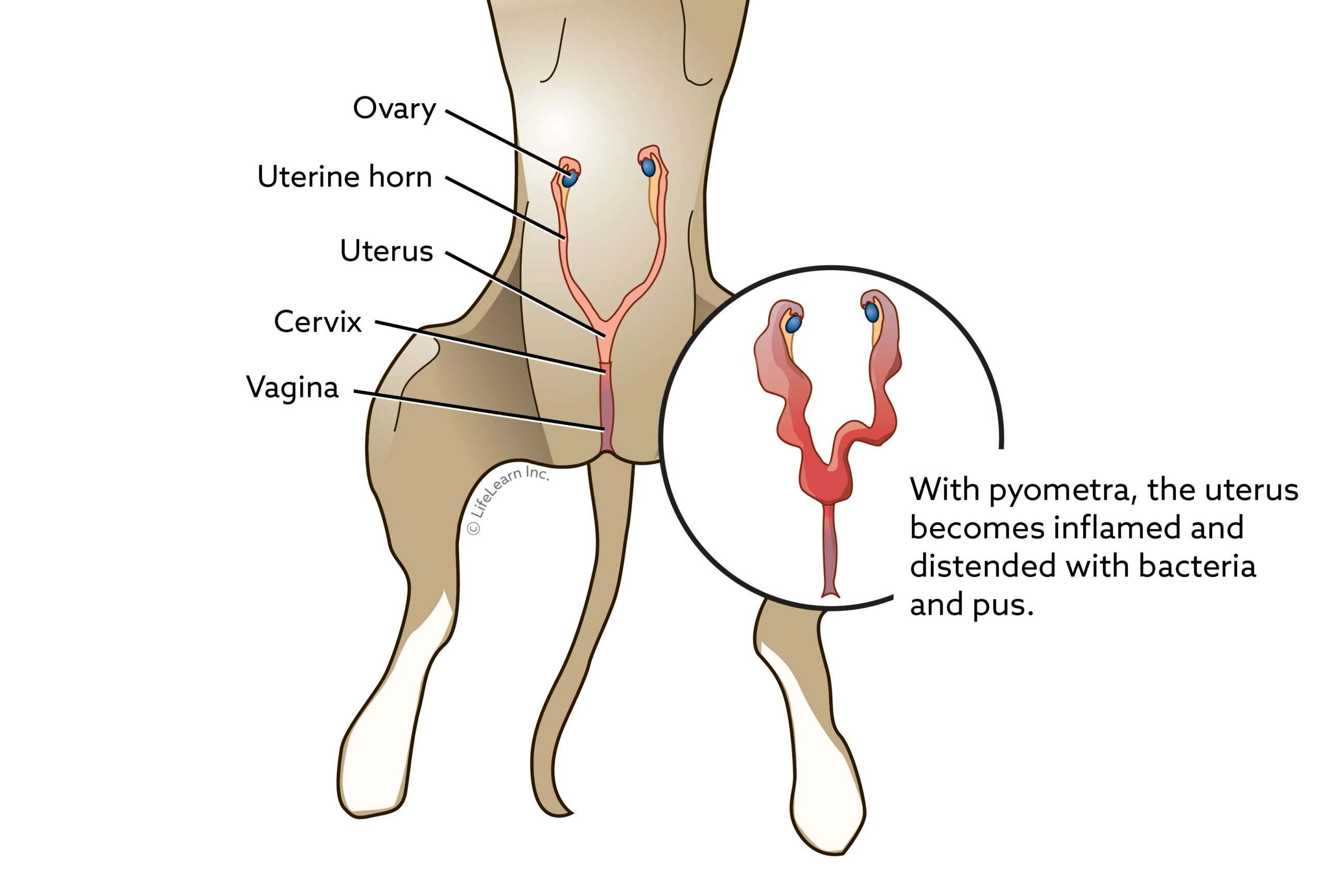 soft tissue surgery service pyometra