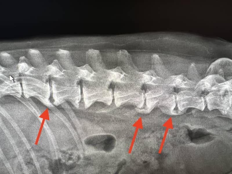 Spondylosis Deformans in Dogs