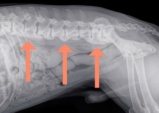 Spondylosis Deformans in Dogs