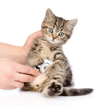 Wellness examination in cats