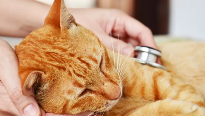 Wellness examination in cats