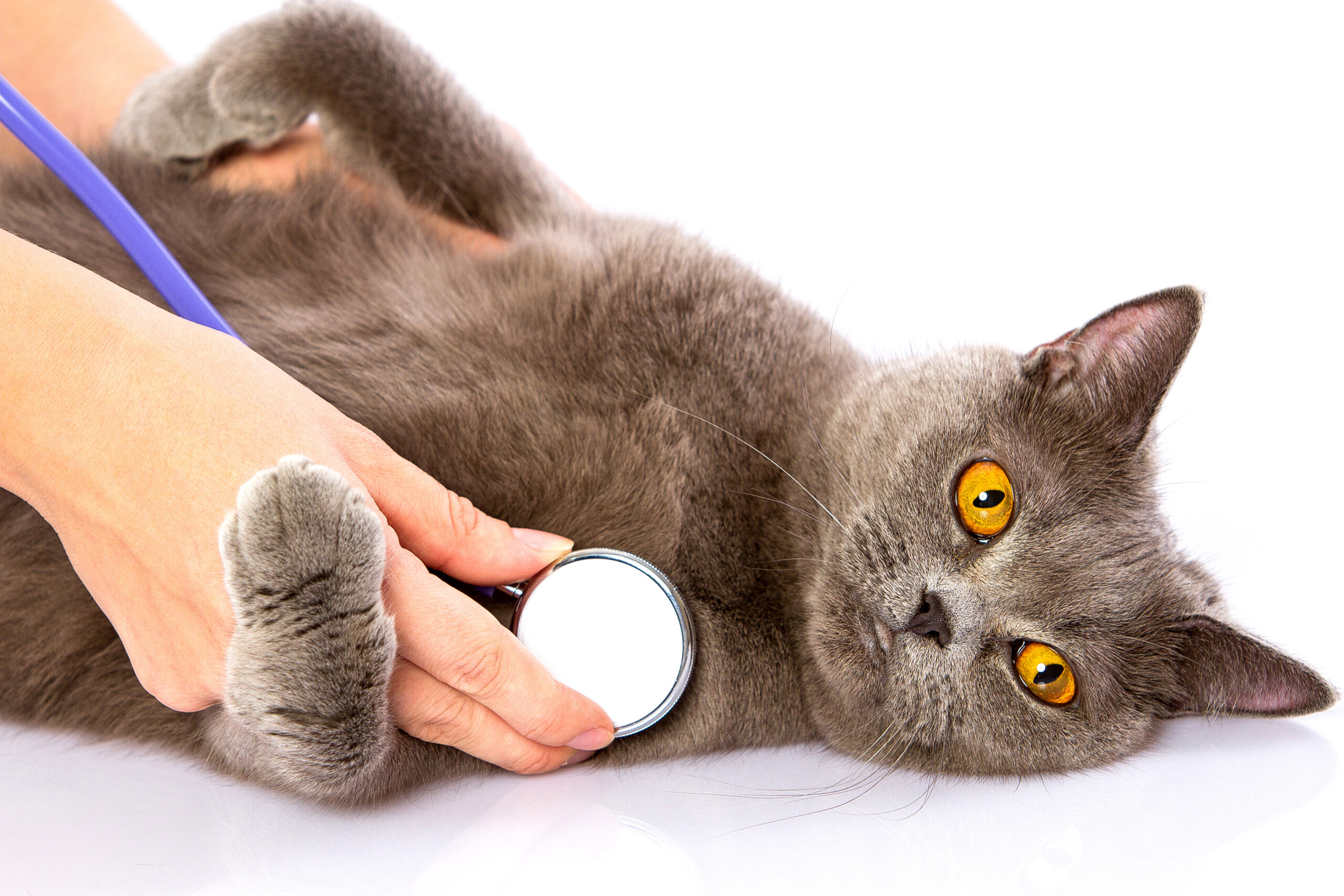 Wellness examination in cats