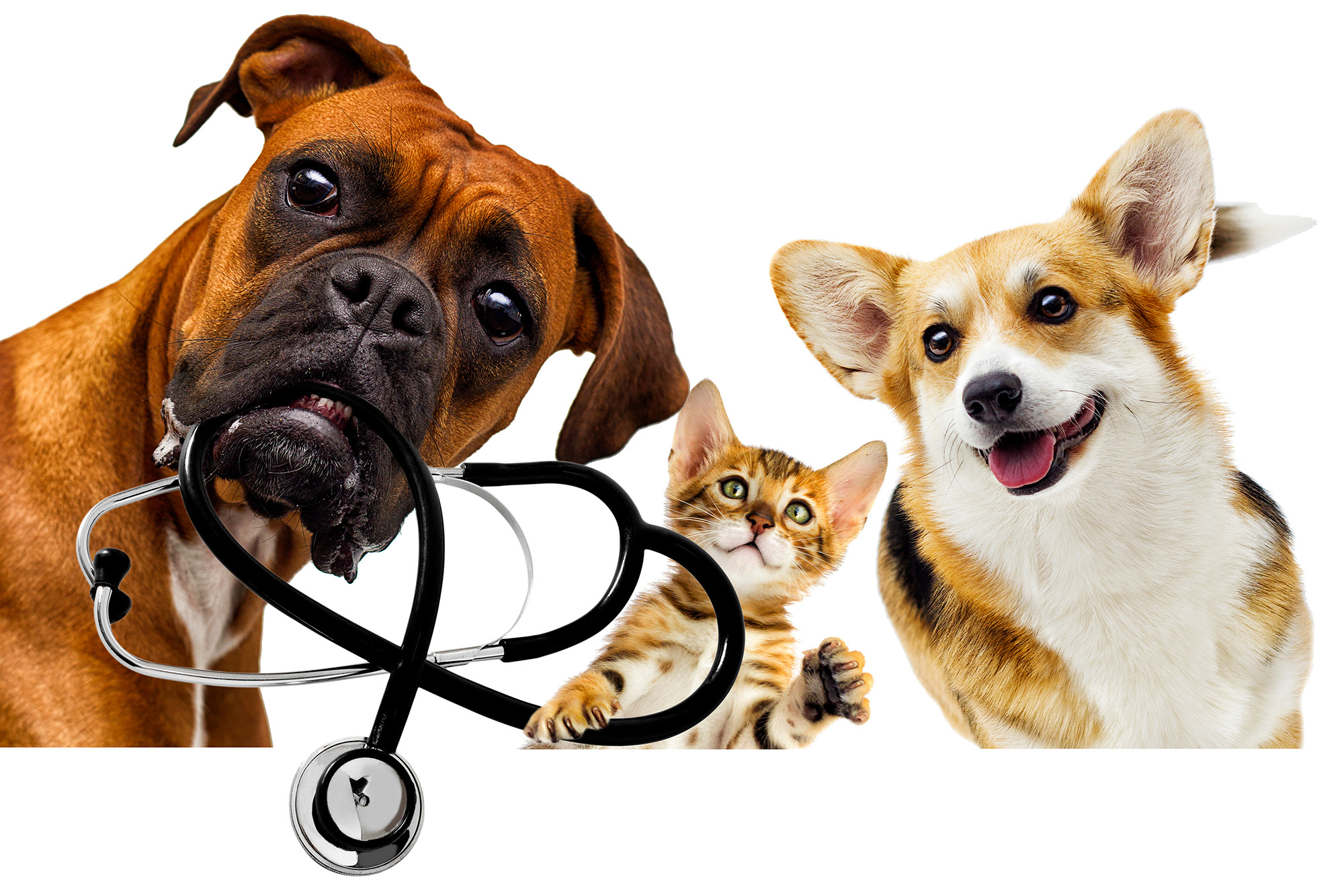 wellness examination in dogs