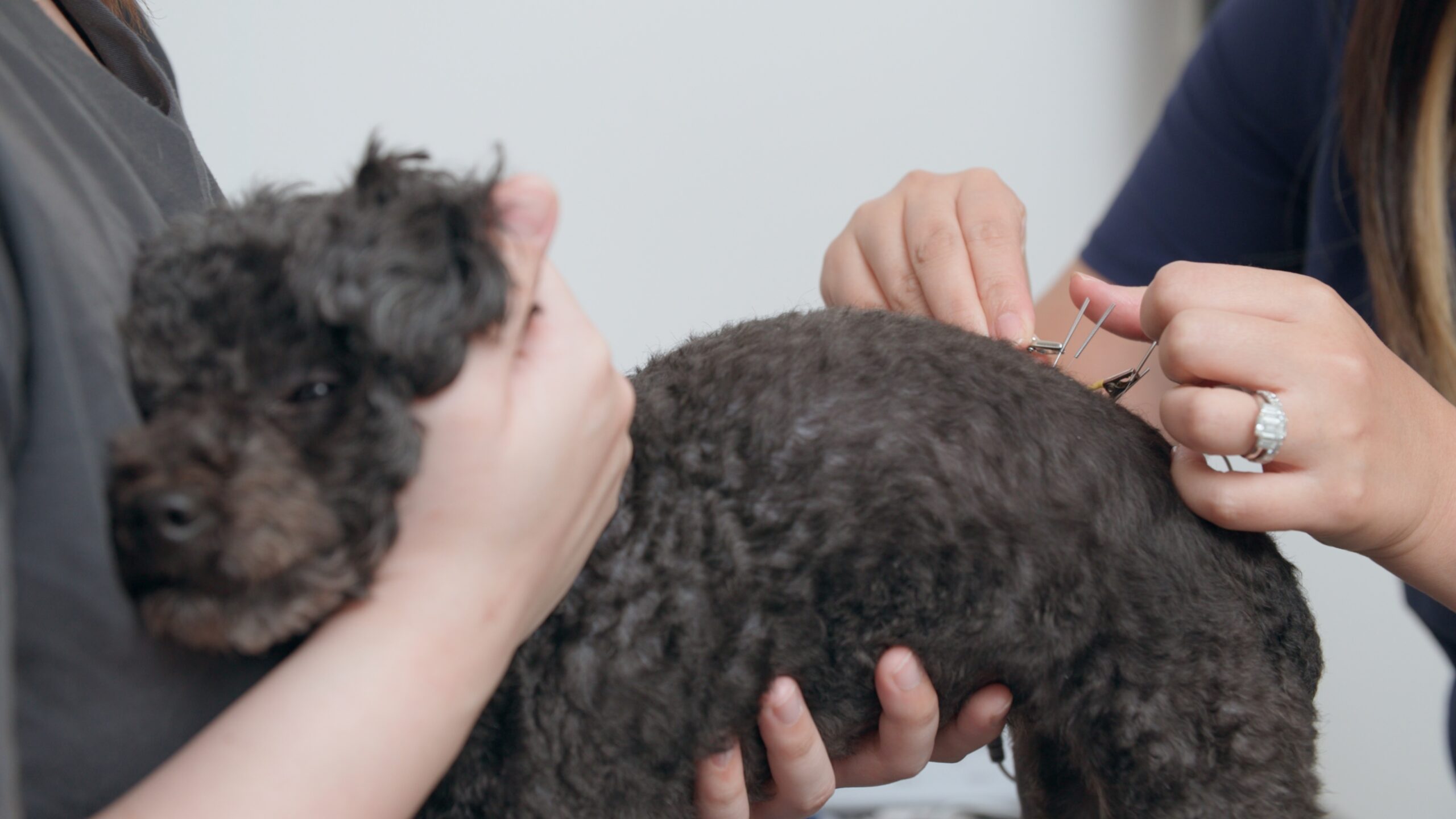 Veterinary Acupuncture