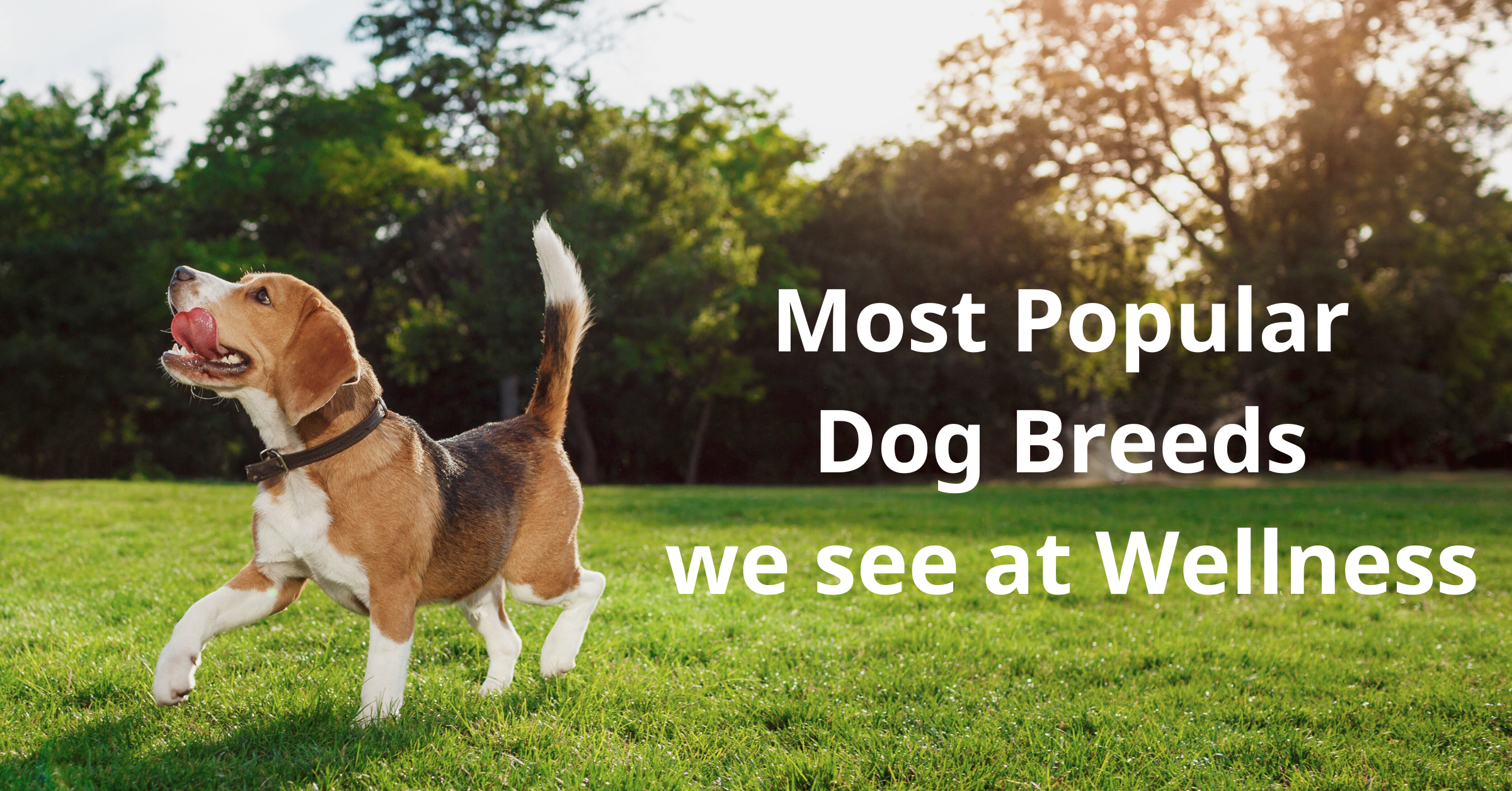 Most Popular Dog Breeds we see at Wellness