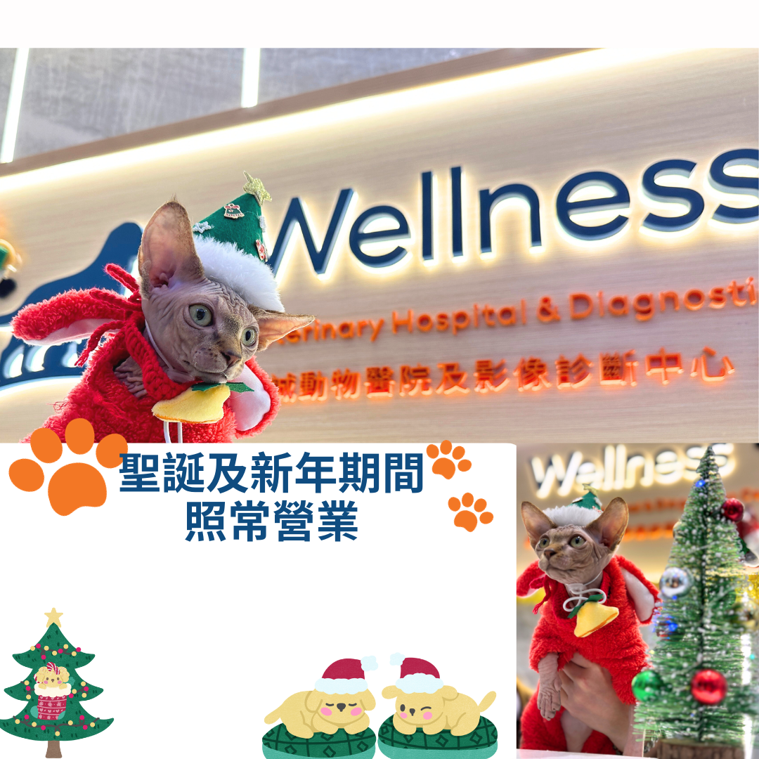 Xmas_newyear_BusinessAsUsual_WellnessVet_website_CN_20231221