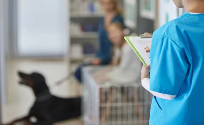 We are 24 hours pet clinic in Hong Kong｜Wellness Veterinary Hospital