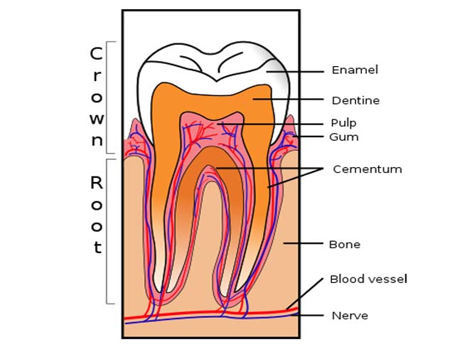 tooth resorption in cat