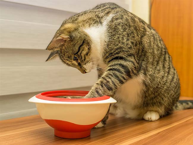 Cat flu and FPV: Symptoms, Causes, and Treatments