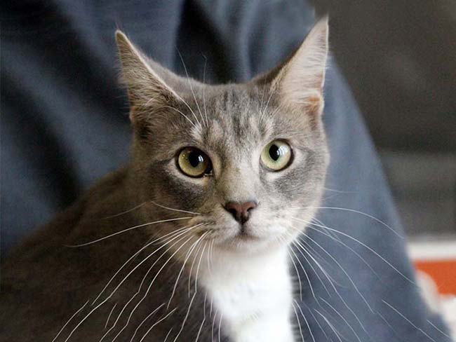 how contagious is fiv in cats
