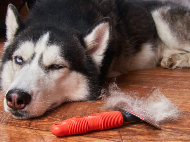 shedding-huskey