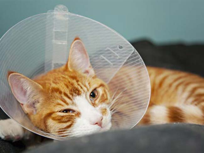 cat hospitalization